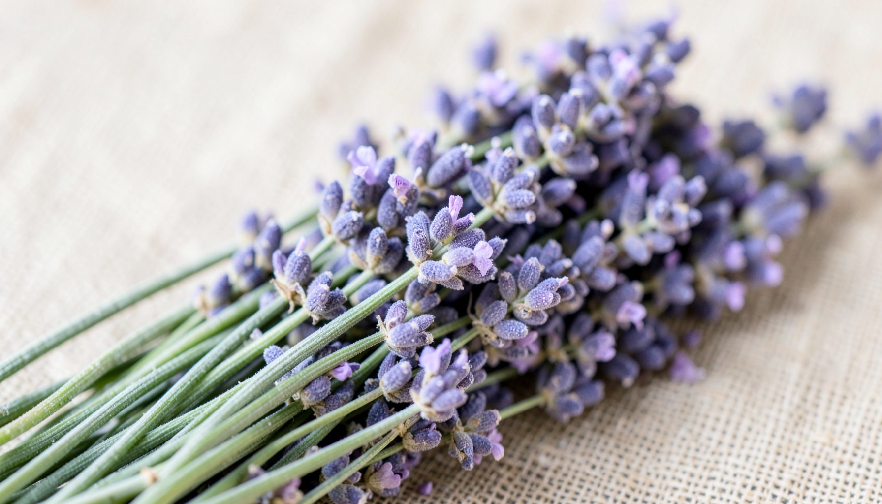 Plan rapproché de fleurs de lavande séchées en bouquet, teintes violettes douces et tiges vert argenté, sur un fond de toile de lin naturel