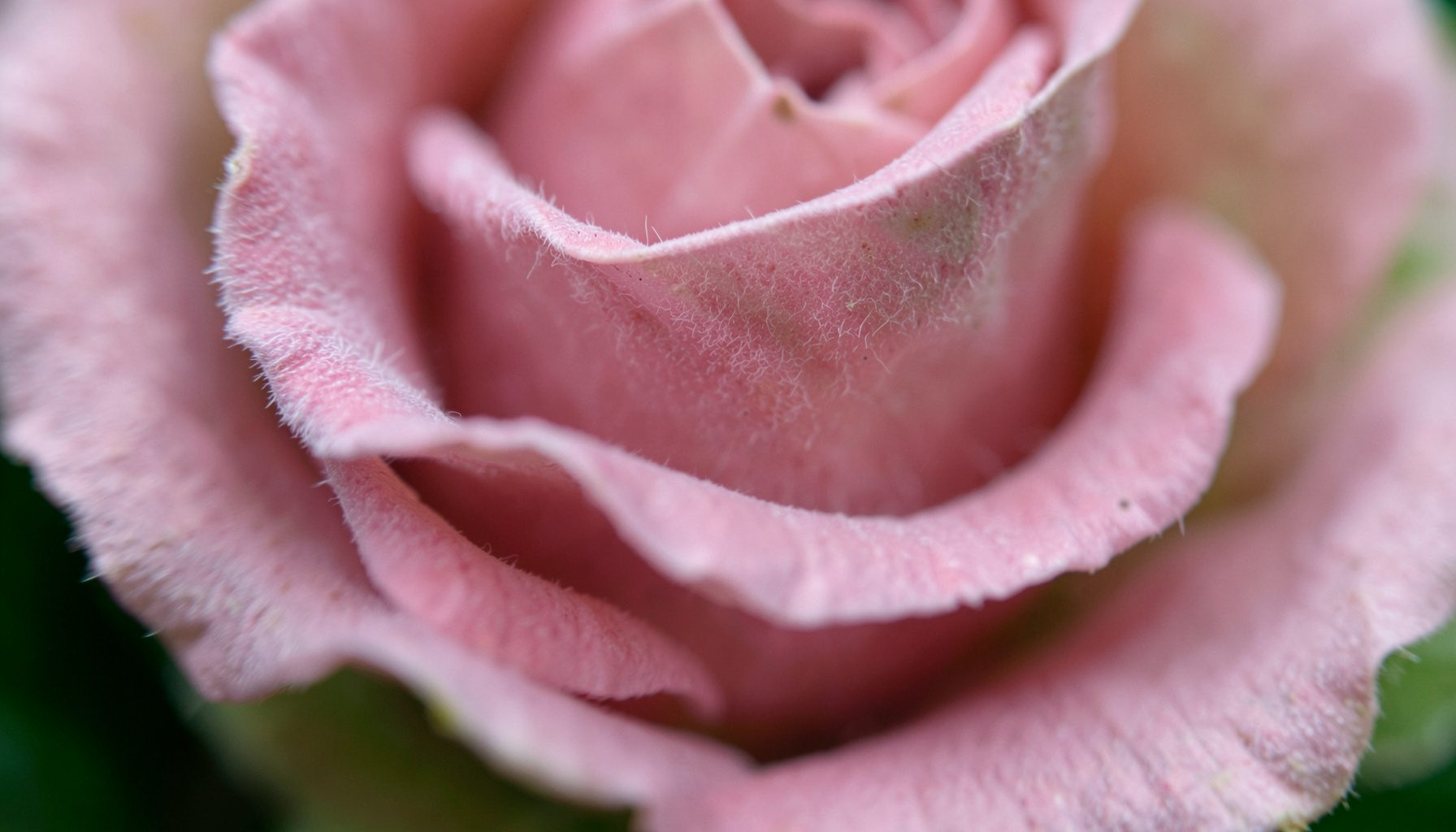 Texture extrême de pétales de rose ancienne, rose poudré à bord légèrement froissé, surface soyeuse avec un fin duvet visible