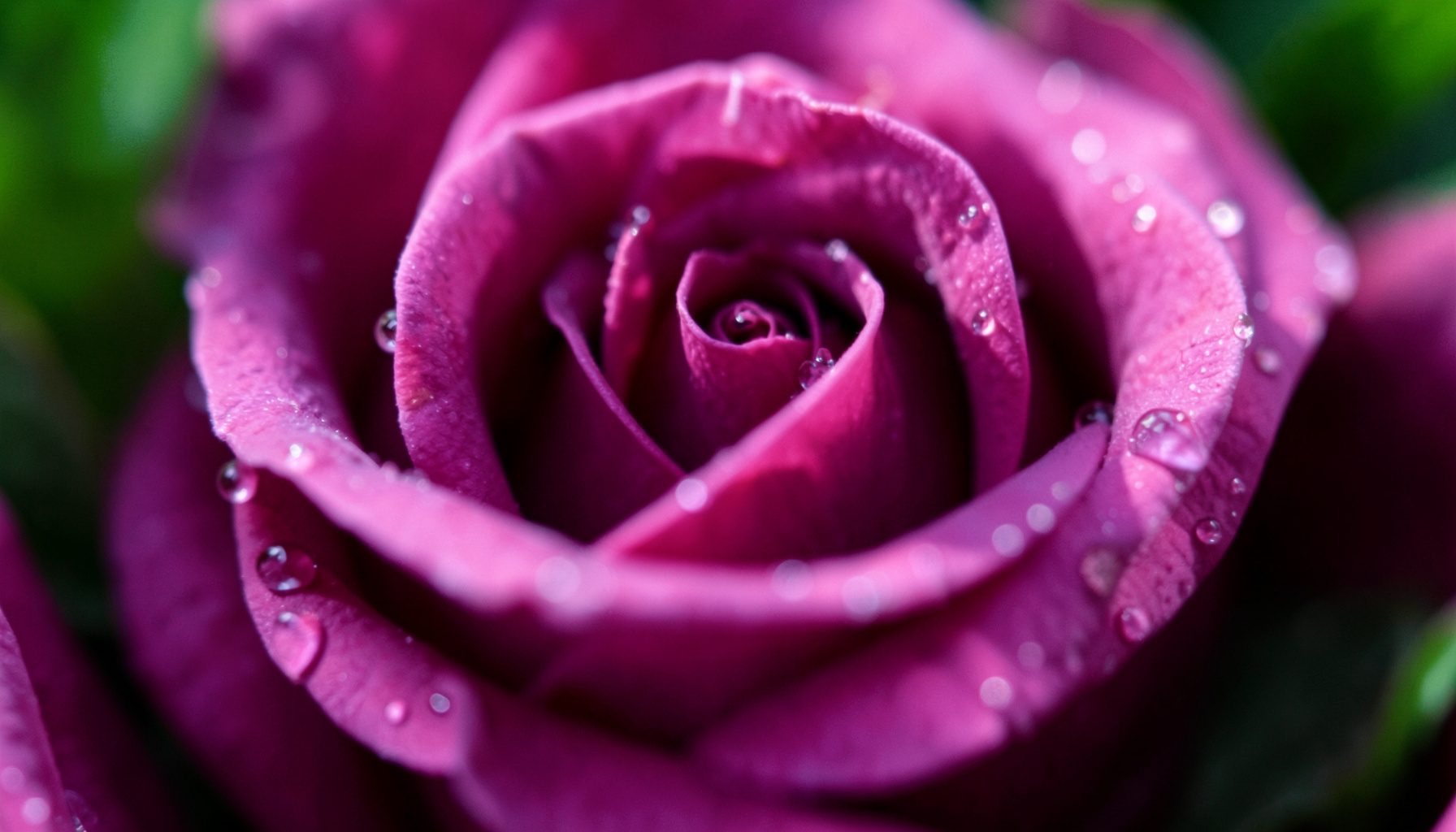 Gros plan extrême sur des pétales de rose fraîches, veloutées, d'un rose profond tirant sur le pourpre, avec des gouttelettes d'eau scintillantes captant la lumière du matin